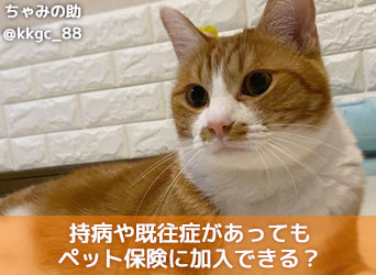持病や既往症があってもペット保険に加入できる?入る意味はあるの?のサムネイル画像